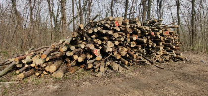 Progetto Quercon - Asta vendita legname