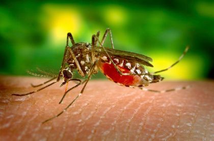 Ordinanza del Sindaco: Azioni contro diffusione virus West Nile Ordinanza del Sindaco: Azioni contro diffusione virus West Nile