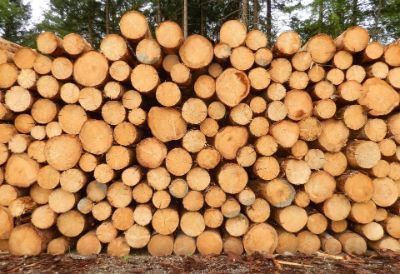 Catasta legna tronchi