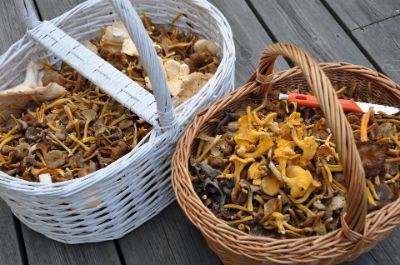 Cestino raccolta funghi