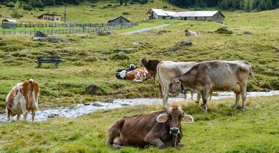 Malga mucche montagna