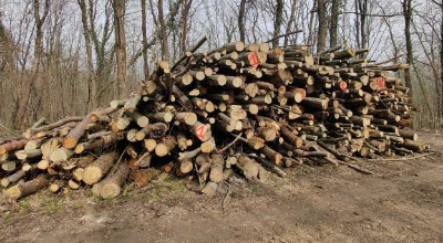 Catasta legname lotto