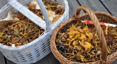 Cestino raccolta funghi